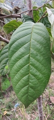 Annonaceae