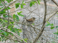 Troglodytes hiemalis