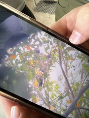 Dendrolagus lumholtzi