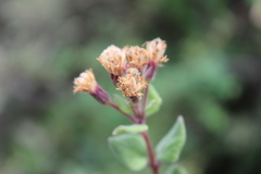 Ageratina calaminthifolia