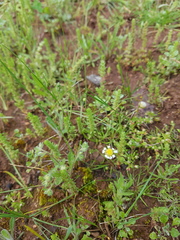 Brachyscome lineariloba