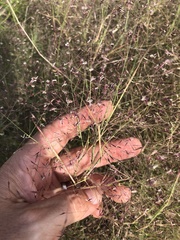 Muhlenbergia