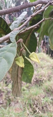 Annonaceae