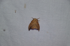 Drepana arcuata