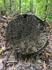 Xylobolus frustulatus