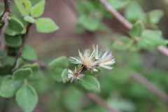 Ageratina calaminthifolia