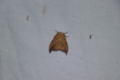 Drepana arcuata