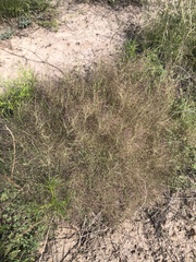 Muhlenbergia