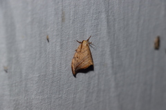 Drepana arcuata