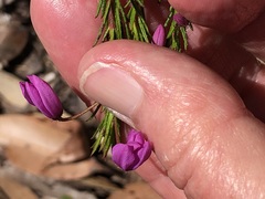 Tetratheca ericifolia