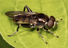 Chalcosyrphus nemorum