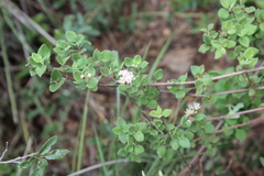 Ageratina calaminthifolia