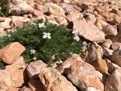 Linanthus caespitosus