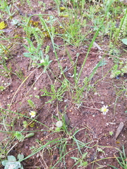 Brachyscome lineariloba