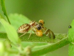 Procecidocharoides penelope