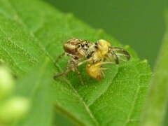 Procecidocharoides penelope