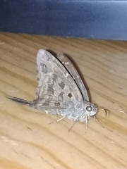 Thorybes dorantes dorantes