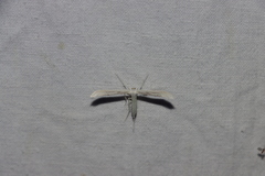 Hellinsia homodactylus