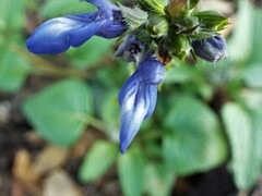 Salvia prunelloides