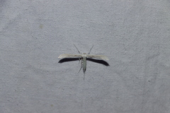 Hellinsia homodactylus