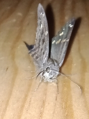 Thorybes dorantes dorantes