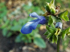 Salvia prunelloides