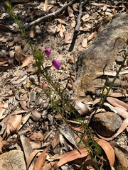 Tetratheca ericifolia
