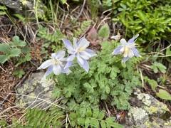 Aquilegia