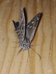 Thorybes dorantes dorantes