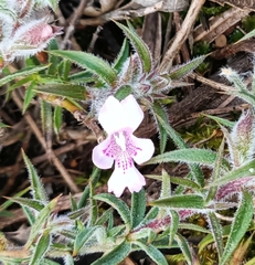 Hemiandra pungens