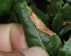 Aphidomorpha