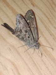 Thorybes dorantes dorantes