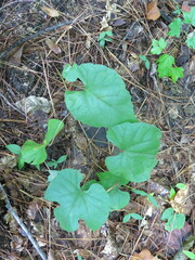 Vitis aestivalis