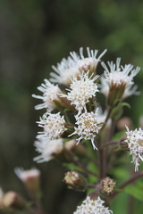 Ageratina deltoidea