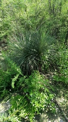Yucca elata