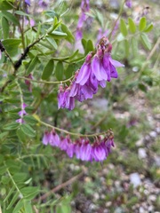 Hedysarum occidentale