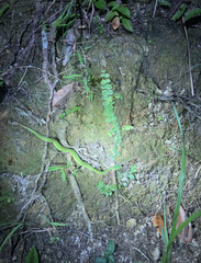 Trimeresurus albolabris