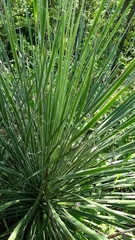 Yucca elata