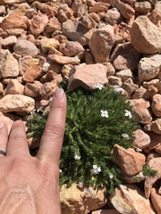 Linanthus caespitosus
