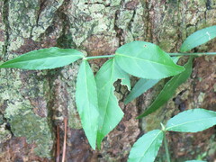 Euonymus americanus