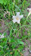 Ruellia metziae
