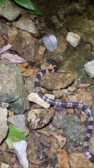 Lycodon futsingensis