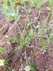 Brachyscome lineariloba