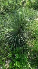 Yucca elata