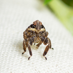 Phylloscelis atra