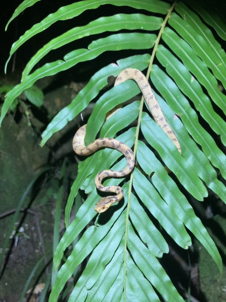 Chinese Slug Snake in September 2022 by Jorge Abad · iNaturalist