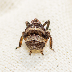 Phylloscelis atra