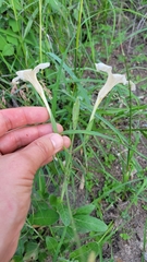 Ruellia metziae