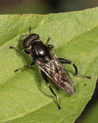 Chalcosyrphus nemorum