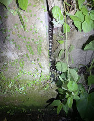 Bungarus multicinctus